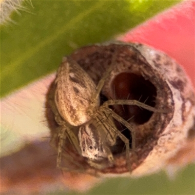 Oxyopes sp. (genus) (Lynx spider) at Canberra, ACT - 9 Nov 2024 by Hejor1