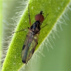 Empididae sp. (family) at Canberra, ACT - 9 Nov 2024 by Hejor1