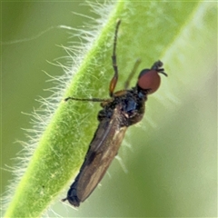 Bibionidae (family) at Canberra, ACT - 9 Nov 2024 02:06 PM