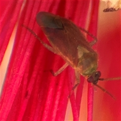 Miridae (family) at Canberra, ACT - 9 Nov 2024