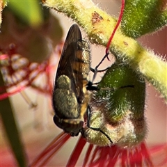 Stomorhina sp. (genus) (Snout fly) at Canberra, ACT - 9 Nov 2024 by Hejor1