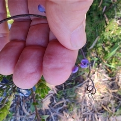 Comesperma volubile (Love Creeper) at Savage River, TAS - 7 Nov 2024 by LyndalT