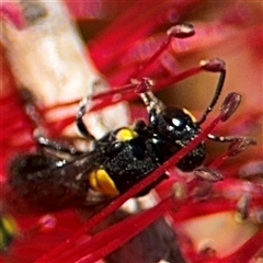 Hylaeus (Euprosopoides) rotundiceps at Canberra, ACT - 9 Nov 2024