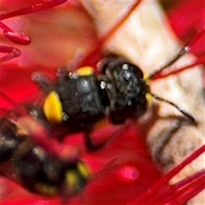 Hylaeus (Euprosopoides) rotundiceps at Canberra, ACT - 9 Nov 2024