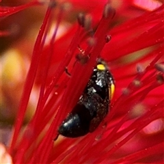 Hylaeus (Euprosopoides) rotundiceps at Canberra, ACT - 9 Nov 2024