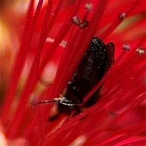 Hylaeus (Euprosopoides) rotundiceps at Canberra, ACT - 9 Nov 2024