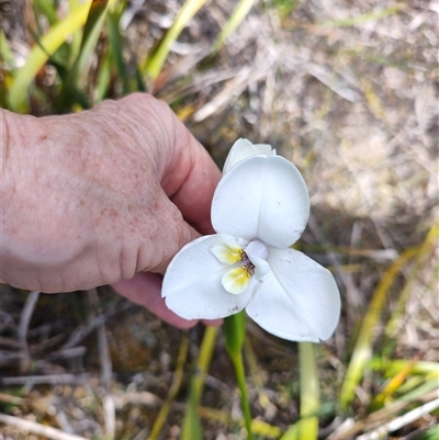 Diplarrena latifolia (Western flag-iris) at Savage River, TAS - 7 Nov 2024 by LyndalT