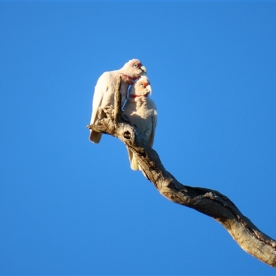 Cacatua tenuirostris (Long-billed Corella) at Wooroonook, VIC - 5 Nov 2024 by MB