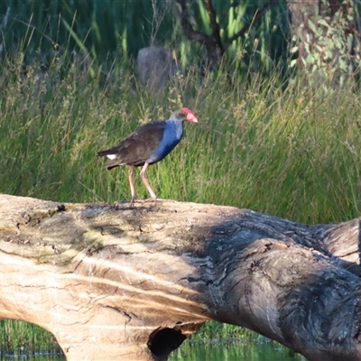 Porphyrio melanotus (Australasian Swamphen) at Wooroonook, VIC - 5 Nov 2024 by MB