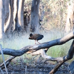 Tribonyx ventralis (Black-tailed Nativehen) at Wooroonook, VIC - 5 Nov 2024 by MB