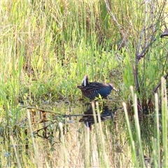 Porzana fluminea (Australian Spotted Crake) at Wooroonook, VIC - 5 Nov 2024 by MB