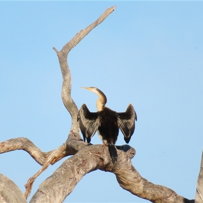 Anhinga novaehollandiae (Australasian Darter) at Wooroonook, VIC - 5 Nov 2024 by MB