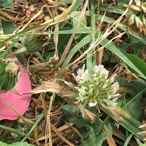 Apis mellifera at Fyshwick, ACT - 9 Nov 2024 02:29 PM