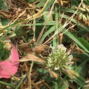 Apis mellifera at Fyshwick, ACT - 9 Nov 2024 02:29 PM