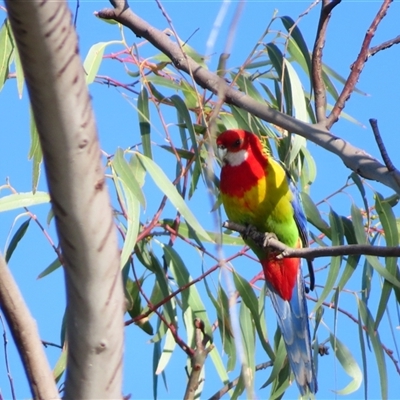 Platycercus eximius (Eastern Rosella) at Wooroonook, VIC - 4 Nov 2024 by MB