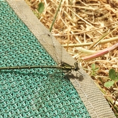 Austroargiolestes icteromelas (Common Flatwing) at Mundarlo, NSW - 4 Nov 2024 by SimoneC