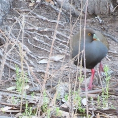 Tribonyx ventralis (Black-tailed Nativehen) at Wooroonook, VIC - 5 Nov 2024 by MB