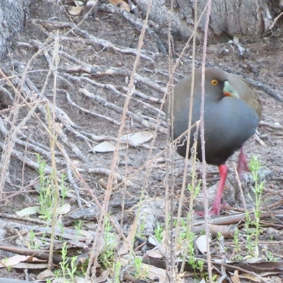 Tribonyx ventralis (Black-tailed Nativehen) at Wooroonook, VIC - 5 Nov 2024 by MB