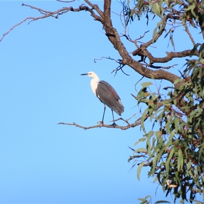 Ardea pacifica (White-necked Heron) at Wooroonook, VIC - 5 Nov 2024 by MB