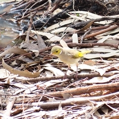 Ptilotula penicillata (White-plumed Honeyeater) at Urana, NSW - 5 Nov 2024 by MB