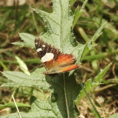 Vanessa itea (Yellow Admiral) at Mundarlo, NSW - 4 Nov 2024 by SimoneC