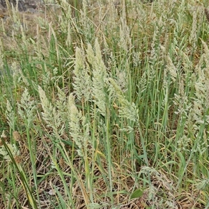 Holcus lanatus at Isaacs, ACT - 9 Nov 2024 04:35 PM