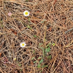 Erigeron karvinskianus (Seaside Daisy) at Isaacs, ACT - 9 Nov 2024 by Mike