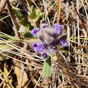 Ajuga australis at Isaacs, ACT - 9 Nov 2024 03:59 PM