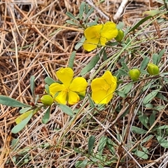 Hibbertia obtusifolia (Grey Guinea-flower) at Isaacs, ACT - 9 Nov 2024 by Mike