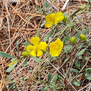 Hibbertia obtusifolia at Isaacs, ACT - 9 Nov 2024 03:45 PM