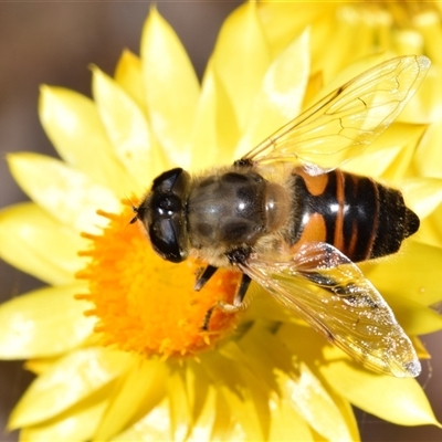 Eristalis tenax (Drone fly) at Karabar, NSW - 9 Nov 2024 by DianneClarke