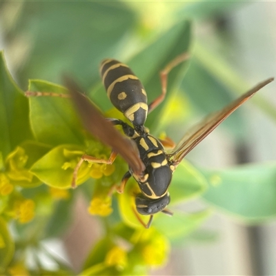 Polistes (Polistes) chinensis (Asian paper wasp) at Fyshwick, ACT - 9 Nov 2024 by PeterA