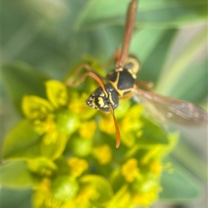 Polistes (Polistes) chinensis at Fyshwick, ACT - 9 Nov 2024 03:05 PM