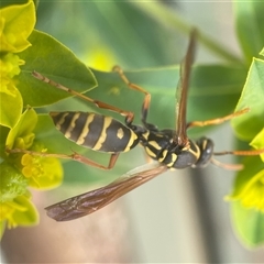 Polistes (Polistes) chinensis at Fyshwick, ACT - 9 Nov 2024