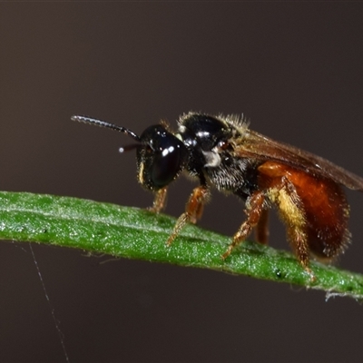 Exoneura sp. (genus) (A reed bee) at Jerrabomberra, NSW - 9 Nov 2024 by DianneClarke