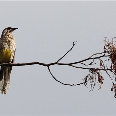 Anthochaera carunculata (Red Wattlebird) at Fyshwick, ACT - 8 Nov 2024 by JimL