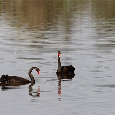 Cygnus atratus (Black Swan) at Fyshwick, ACT - 9 Nov 2024 by JimL