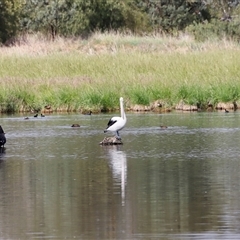 Pelecanus conspicillatus (Australian Pelican) at Fyshwick, ACT - 8 Nov 2024 by JimL