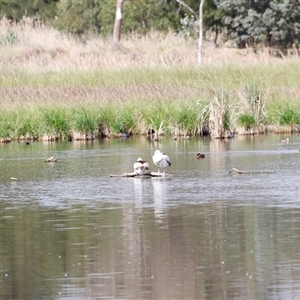 Pelecanus conspicillatus at Fyshwick, ACT - 9 Nov 2024