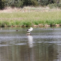 Pelecanus conspicillatus at Fyshwick, ACT - 9 Nov 2024