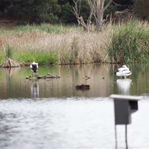 Pelecanus conspicillatus at Fyshwick, ACT - 9 Nov 2024