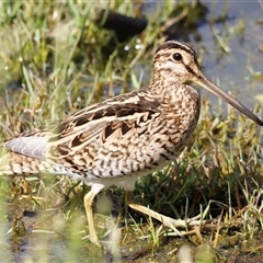 Gallinago hardwickii at Fyshwick, ACT - 9 Nov 2024