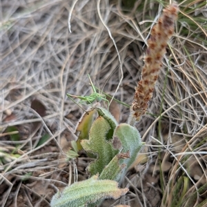 Caedicia simplex at Lawson, ACT - 9 Nov 2024 04:45 PM