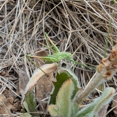 Caedicia simplex at Lawson, ACT - 9 Nov 2024 04:45 PM