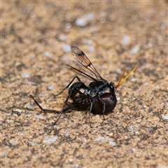 Fabriogenia sp. (genus) (Spider wasp) at Harrison, ACT - 9 Nov 2024 by DPRees125