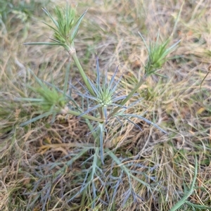 Eryngium ovinum at Lawson, ACT - 9 Nov 2024