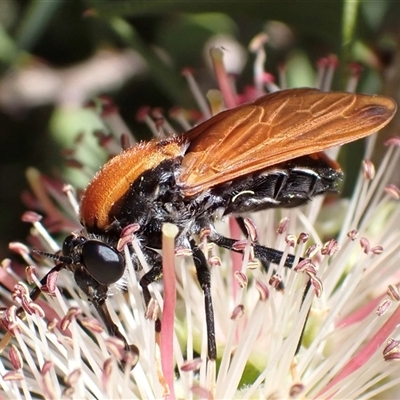 Pelecorhynchus fulvus (Orange cap-nosed fly) at Murrumbateman, NSW - 8 Nov 2024 by SimoneC