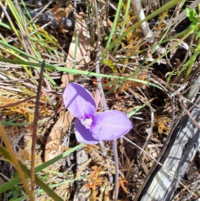 Patersonia fragilis (Short Purple Flag) at West Coast, TAS - 8 Nov 2024 by LyndalT