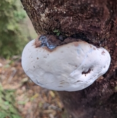 Unverified Underside smooth or wrinkled/roughened <Stereum etc> at Strahan, TAS - 9 Nov 2024 by LyndalT