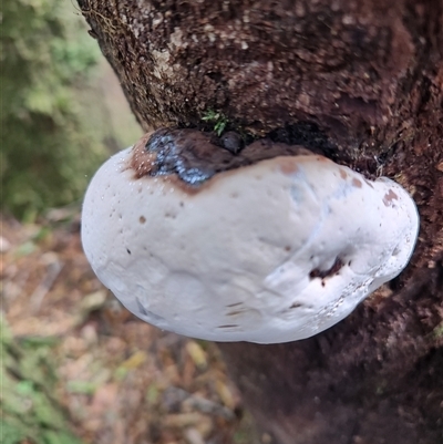 Unverified Underside smooth or wrinkled/roughened <Stereum etc> at Strahan, TAS - 9 Nov 2024 by LyndalT